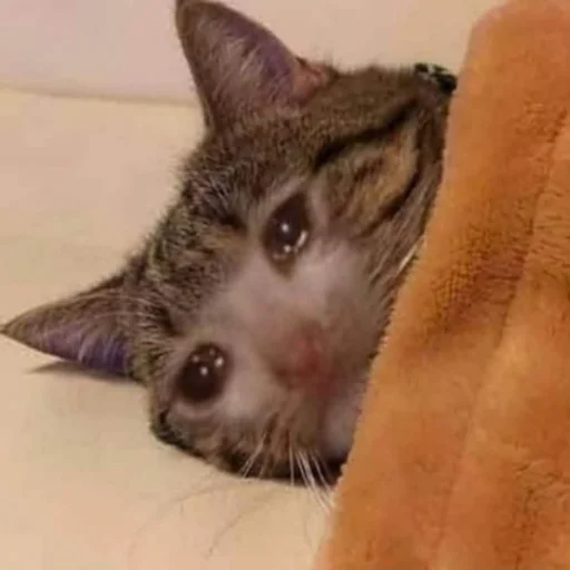 Стикер ಥ_ಥ