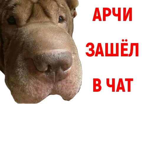 Набор стикеров