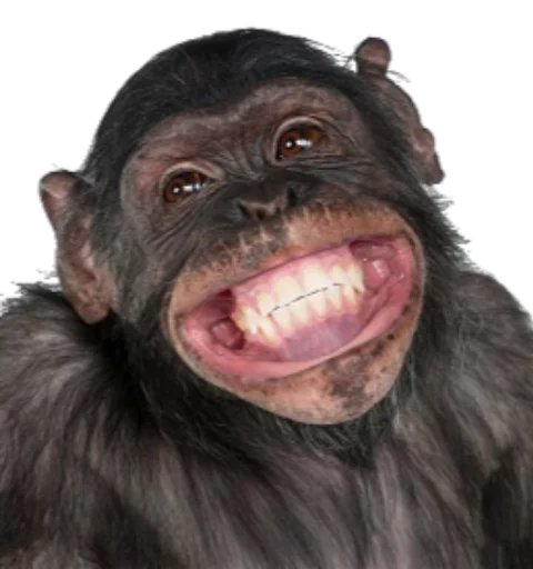 Стикер Funny animals