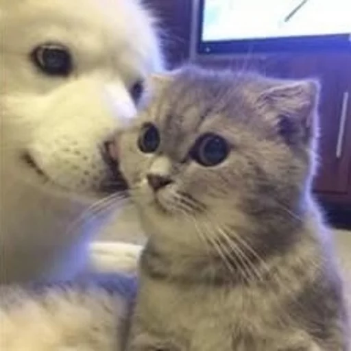 Стикер Pets Memes