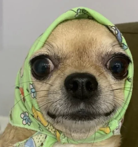 Стикер Классные животные