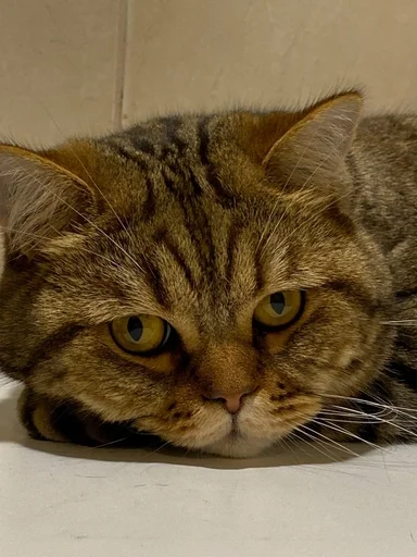 Стикер котики