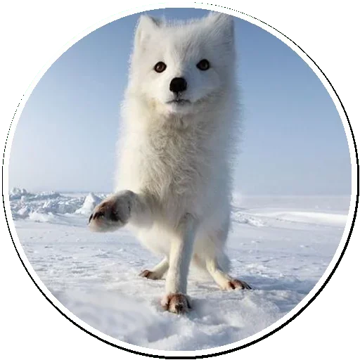 Стикер Arctic Fox