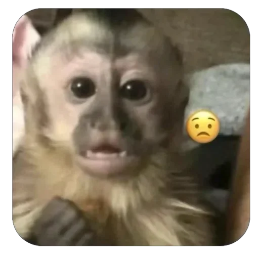 Стикер бабизянки