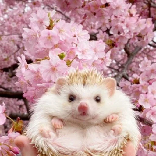 Стикер hedgehogs