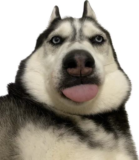 Стикер based memes