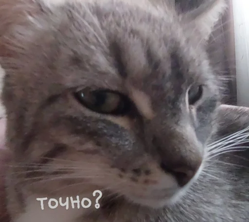 Стикер котики