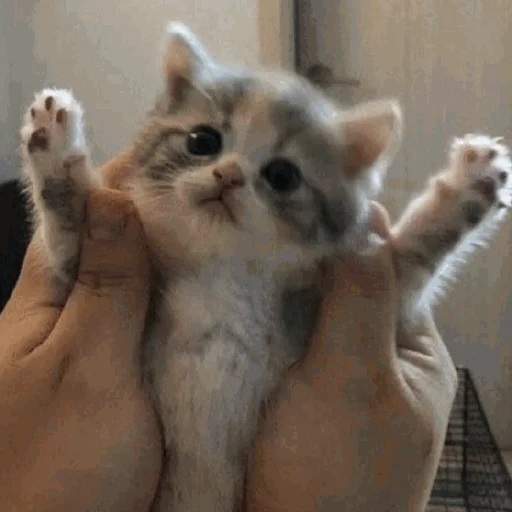 Стикер Funny Cats