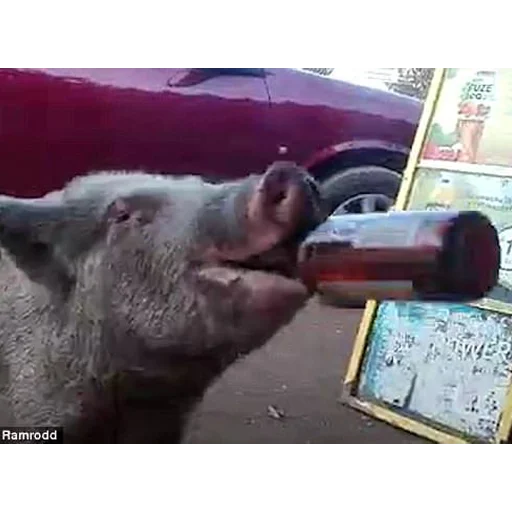 Стикер большая свинячья ферма