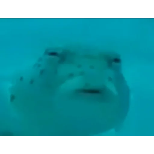 Стикер даров обрыган