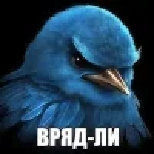 Стикер Birds Memes