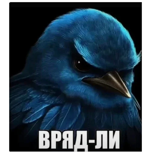 Стикер Birds Memes