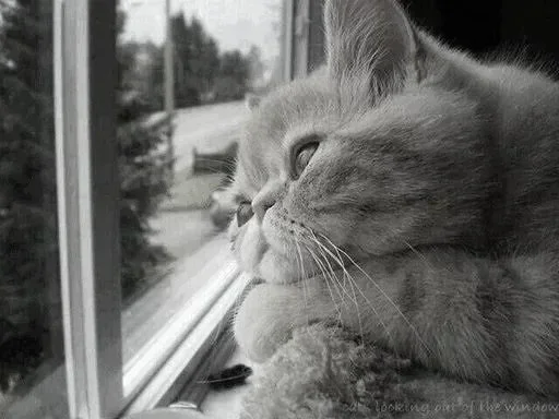 Стикер Black white cats