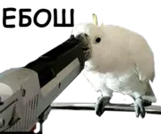 Стикер блядские папуги