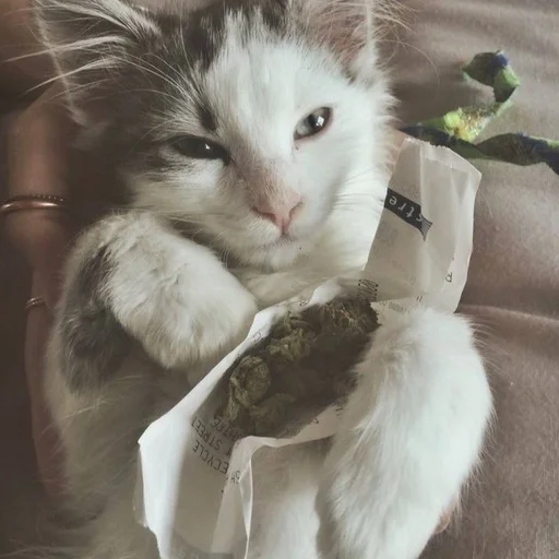 Стикер бонго кэтсс