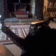 Стикер Broken Cats 2