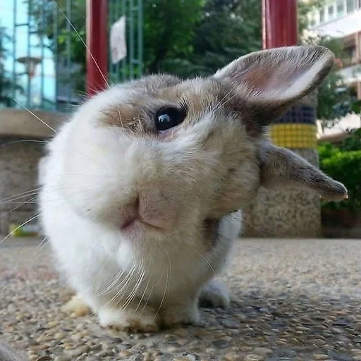 Стикер Bunnies