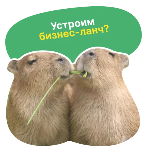 Набор стикеров