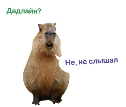 Набор стикеров