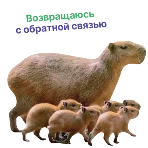 Набор стикеров