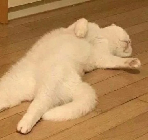 Стикер коты