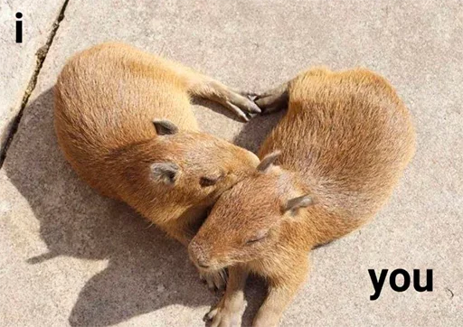 Стикер capybara
