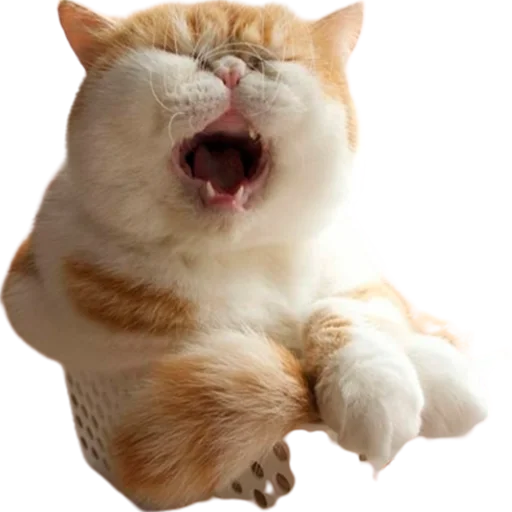 Стикер catass