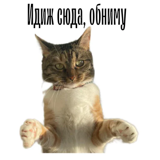 Стикер cat channel meow 2