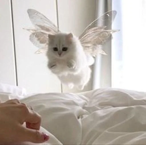 Стикер cat_ip