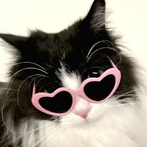 Стикер Котики