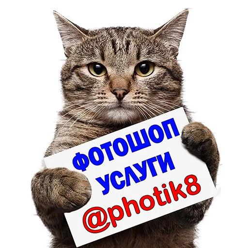 Стикер Котейки