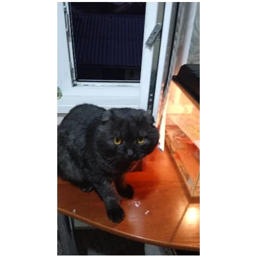 Стикер Котики