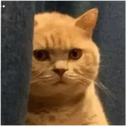 Стикер catislooking