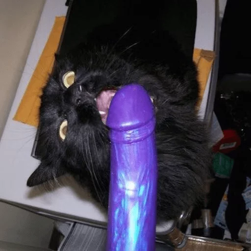 Стикер CATS