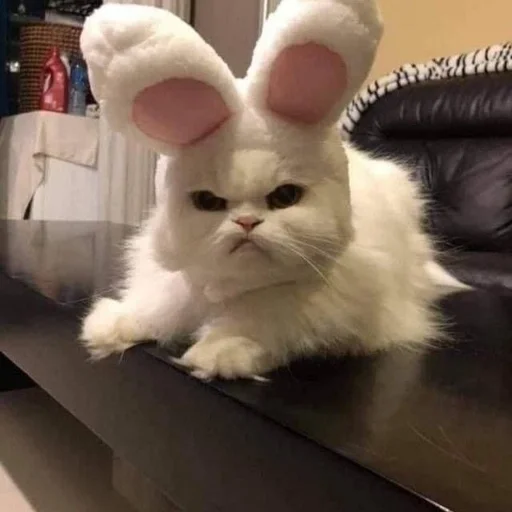 Стикер cats mood