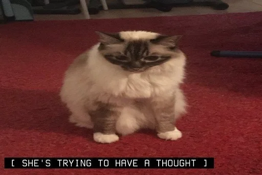 Стикер котята из пинтереста