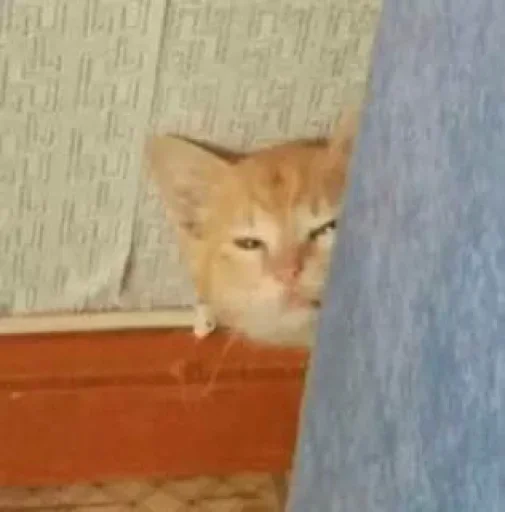 Стикер котики для котят