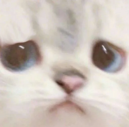 Стикер котики