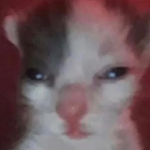 Стикер кис кис я котик ты котик