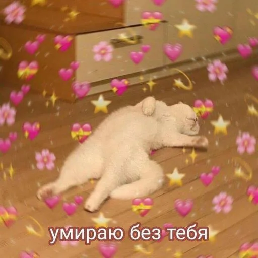 Стикер Котики