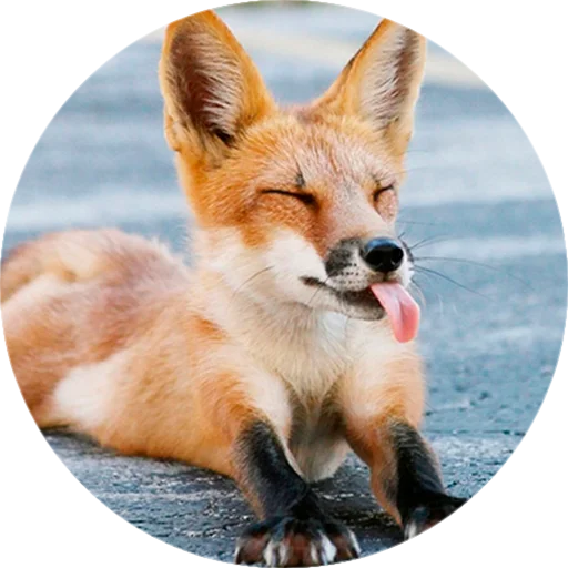 Стикер Лисички