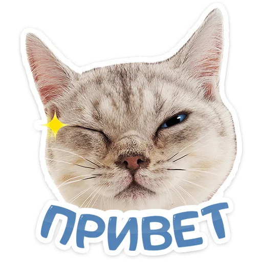 Стикер Котятки
