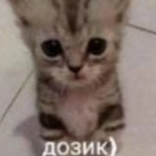 Стикер чткл