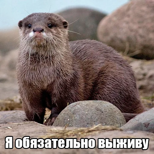 Стикер Выдры