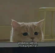 Стикер котики