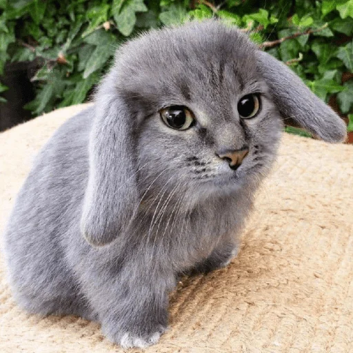 Стикер кот и куки