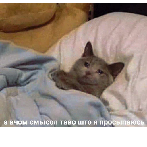 Стикер котикиии