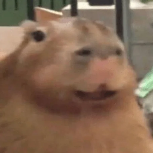 Стикер Capybara?