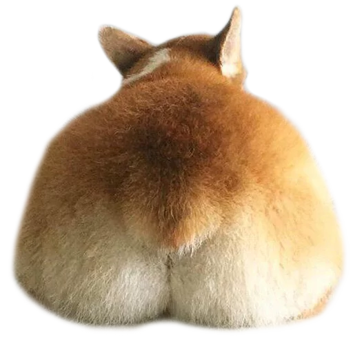 Стикер Corguage