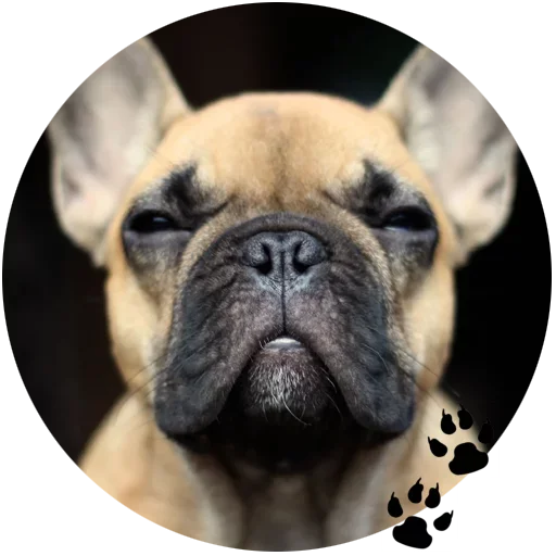 Стикер Cute Dogs